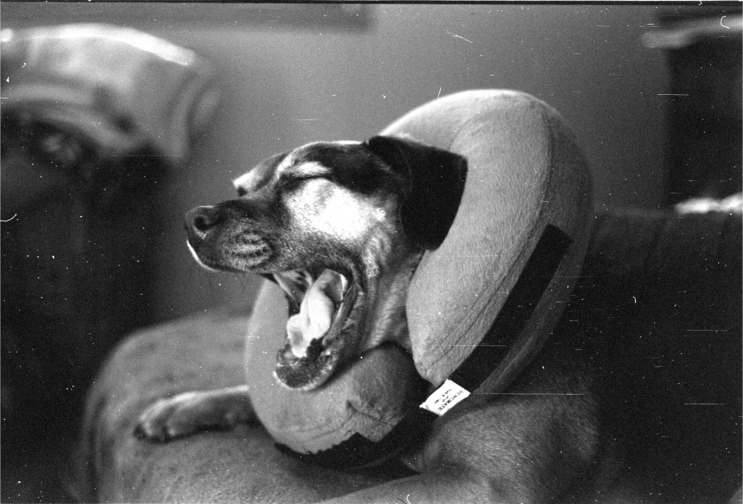 Buckley doesn’t like wearing the donut.